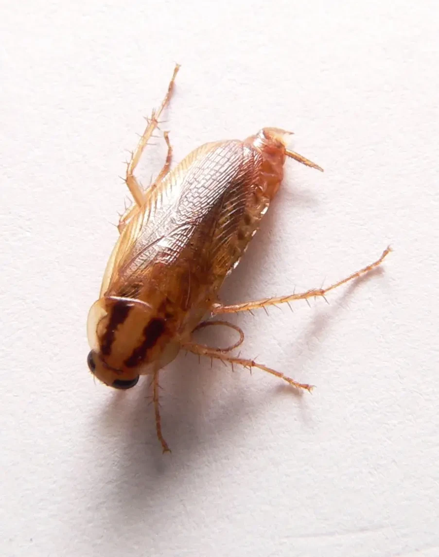 blatella germanica