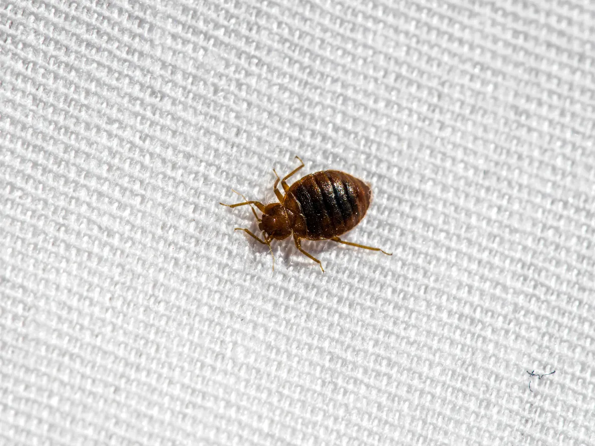 Cimice del letto