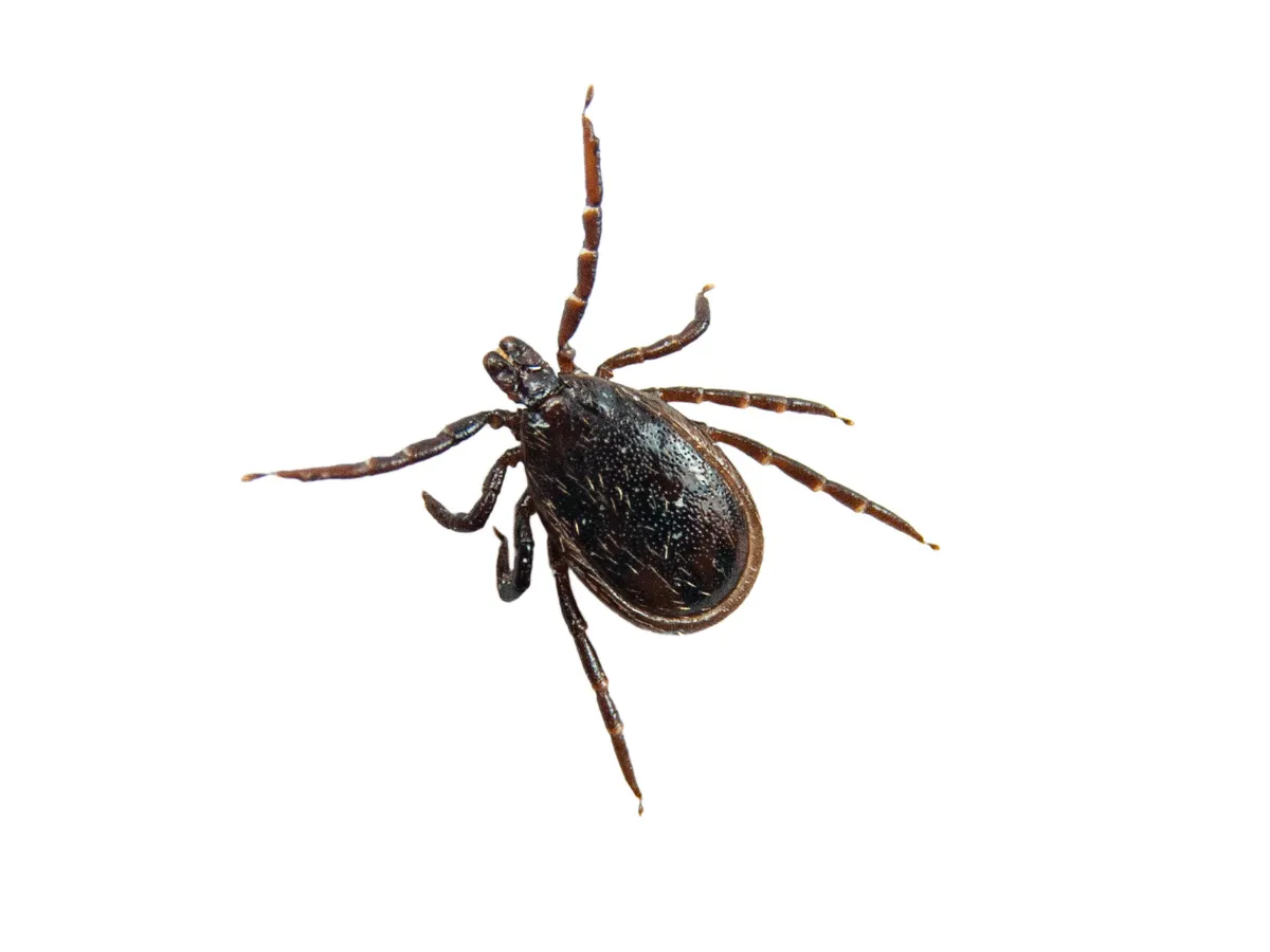 Zecca