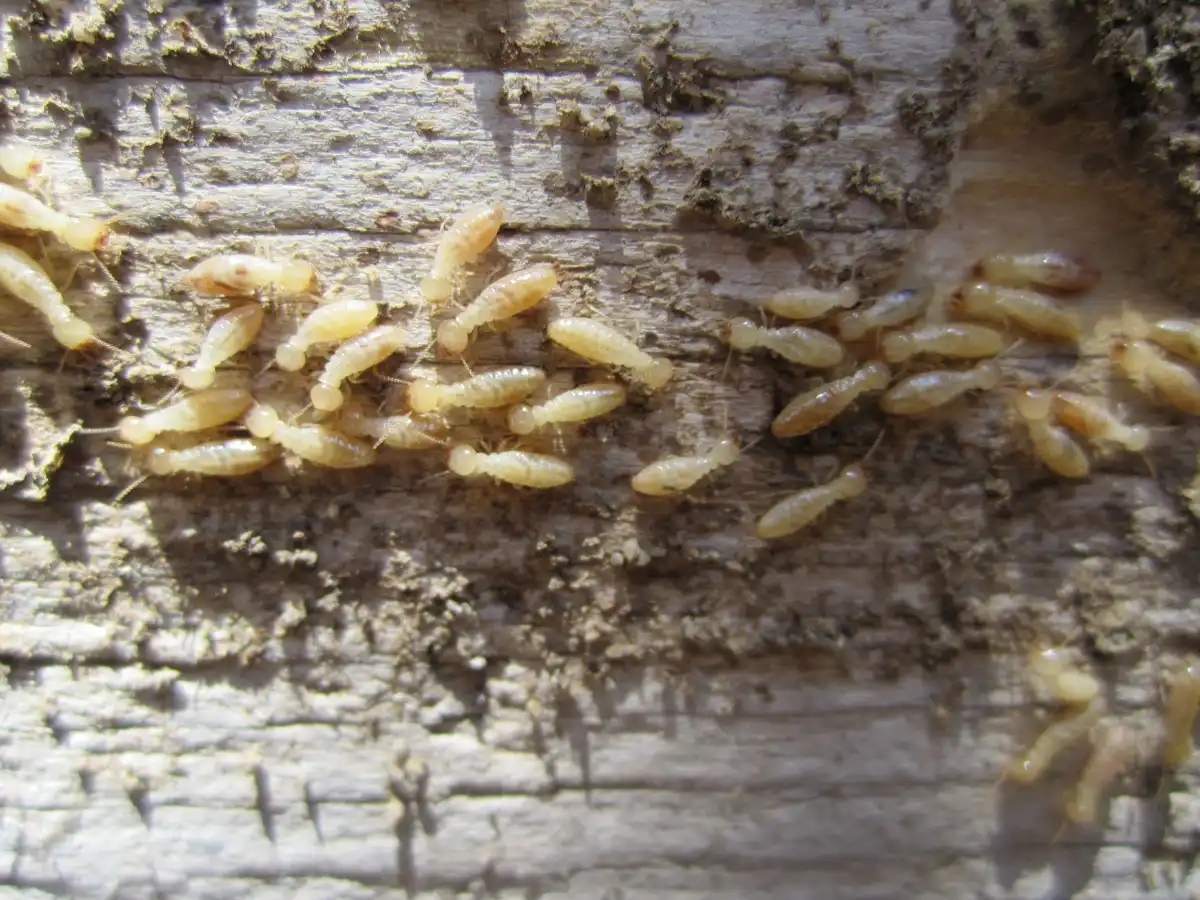 Gruppo di insetti termiti su un pezzo di legno